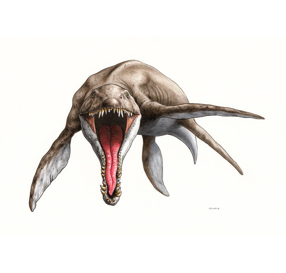 A drawing of a pliosaur. The background is white. The pliosaur is swimming towards the viewer, with its mouth wide open, showing its many sharp teeth. The animal has a brown color and white belly, chin and underflippers. 