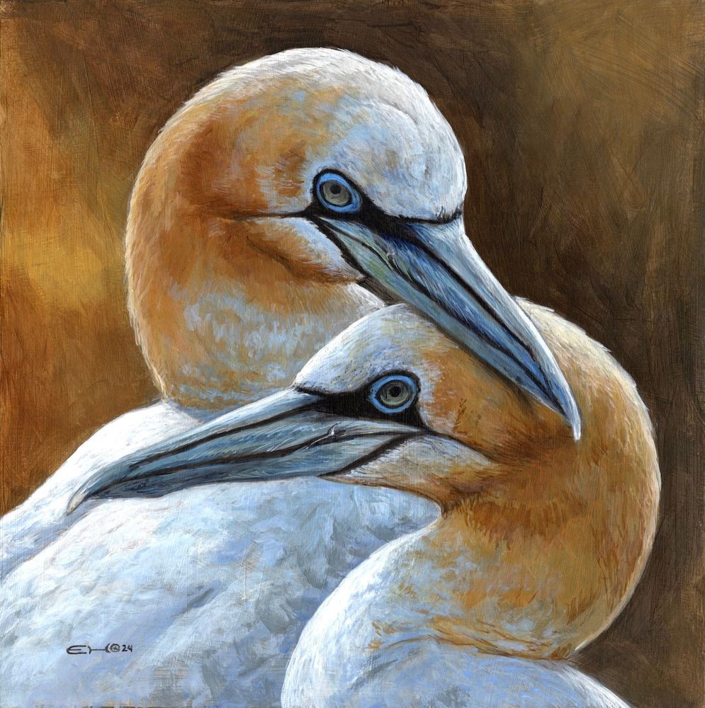 A painting of two gannet heads, a male and a female. The left bird is bent over the head of the right bird, which is facing to the right. Loose strokes of acrylic paint