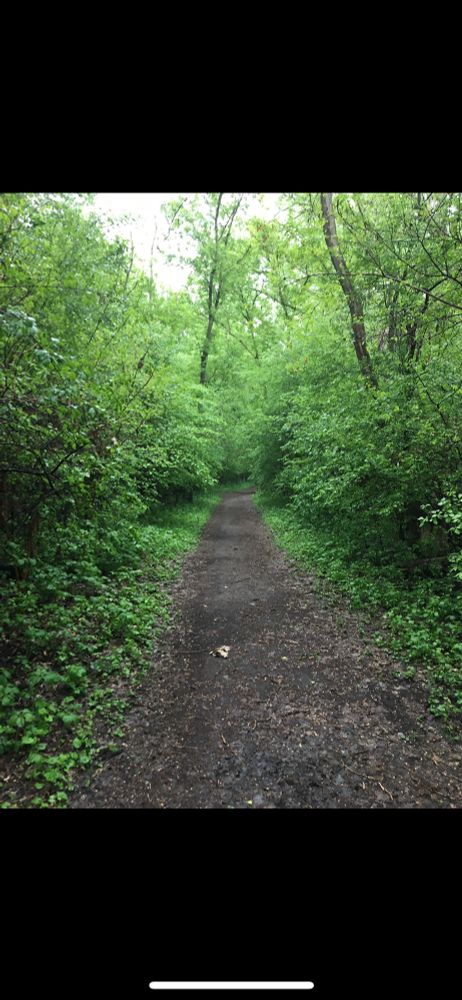 A dirt trail in the woods