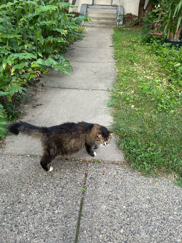 A cat on a sidewalk