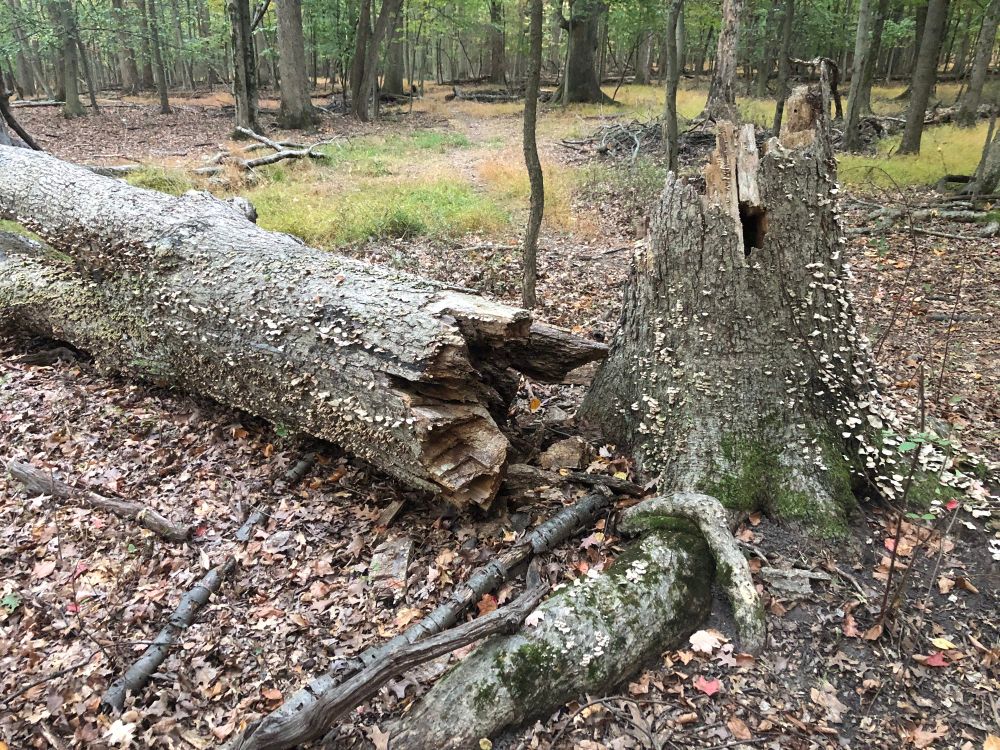 fallen tree speckled with mushrooms in early fall