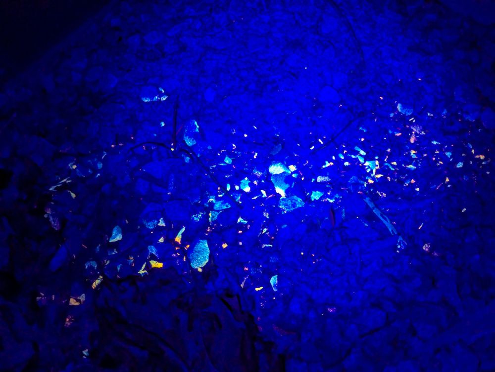 A bunch of rocks with different lichen on them. There are different kinds of lichen on the rocks that are glowing green, yellow, pink, or orange under UV light