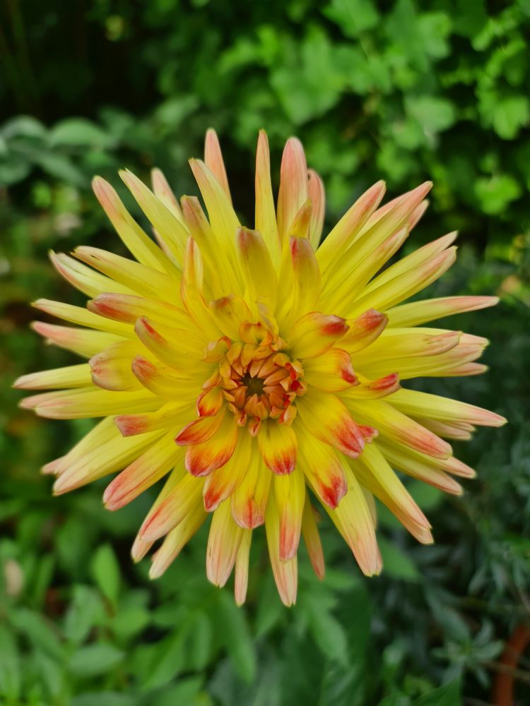 Yellow dahlia flower with orangey red tipped petals. Green background. 