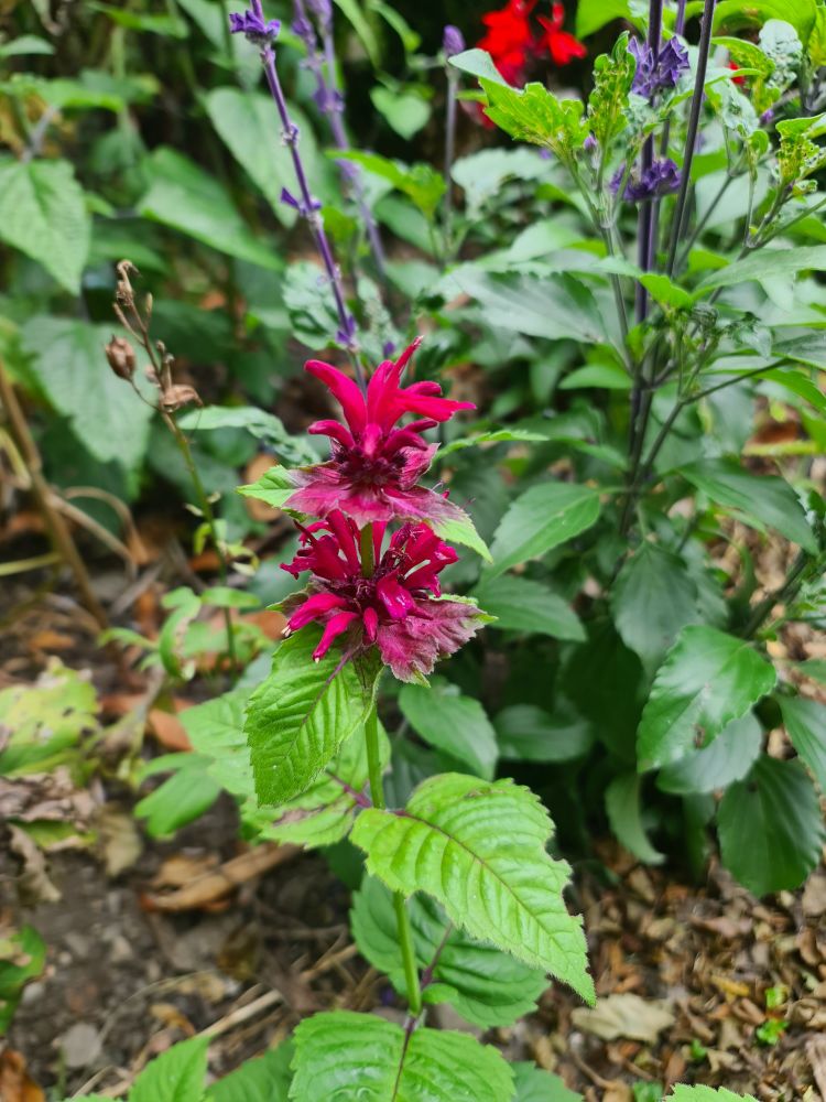 Monarda Fireball. Deep red flower heads on a single stek with light green leaves. Salvia in the background. 