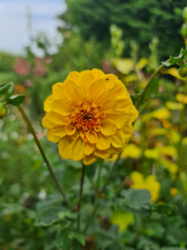 Pompom dahlia, yellow in colour with a slightly orange centre on a long thin stem.
