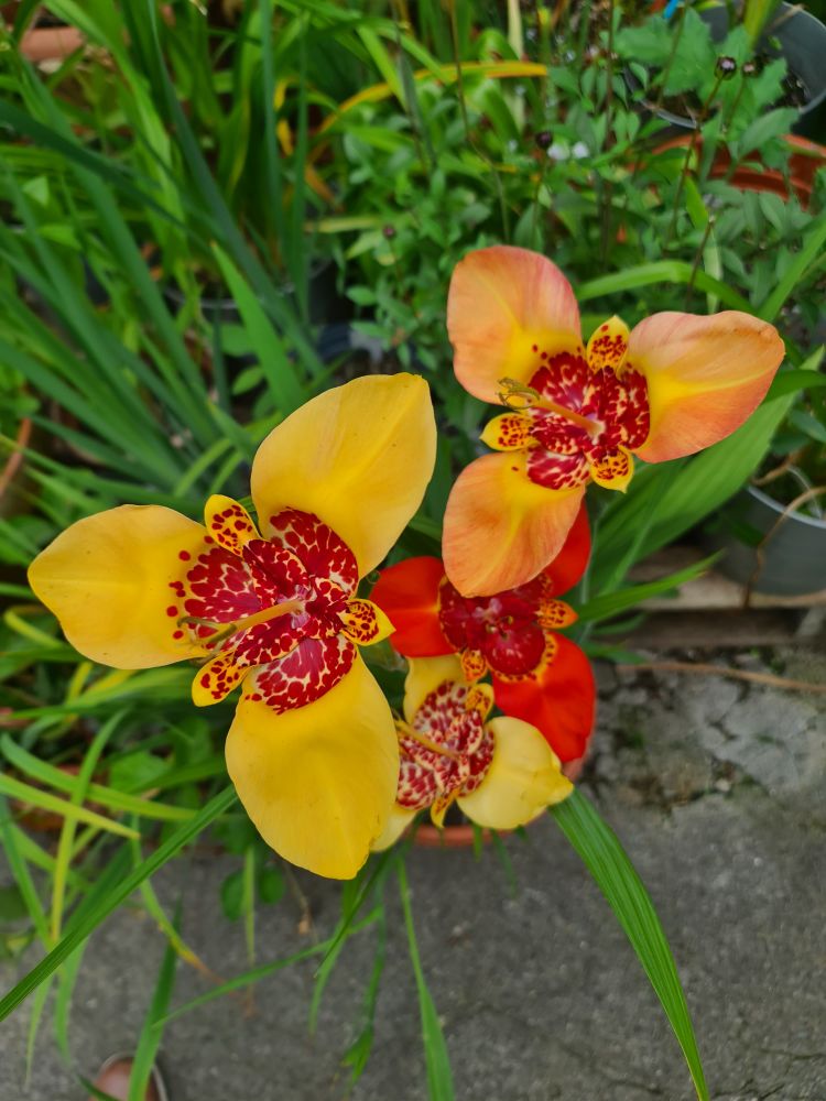 Tigridia flowers in a mix of yellows and orange. They have 3 main petals. The centre is a mottled red and yellows. Their long thin green leaves in the background. 