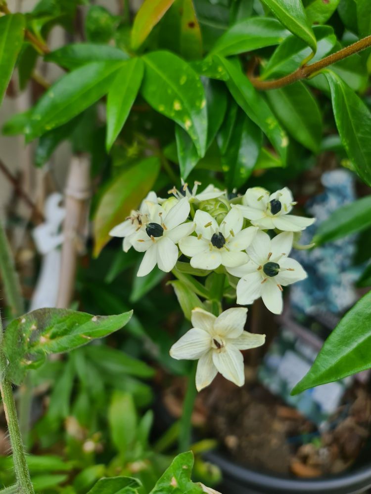 Cluster of star shaped white flowers with a black bead like centre surrounded by 6 small stamens with yellow tips on a long stem. In the background are shinny green leaves of a Star Jasmine. 