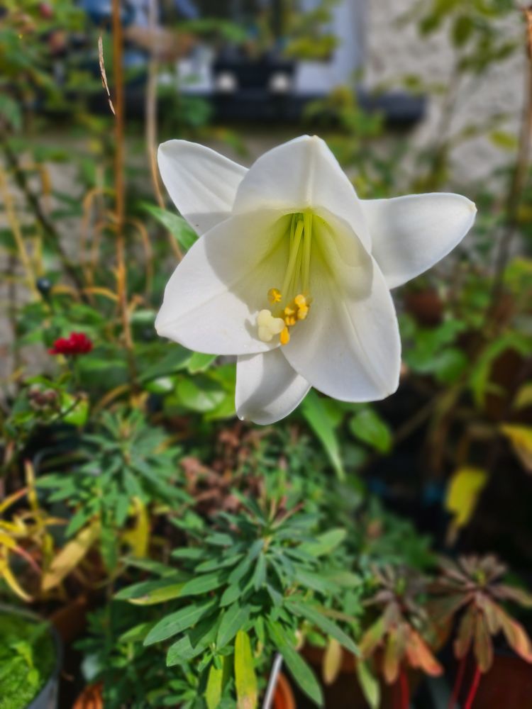 Pure white Lily flower in the sunshine. 