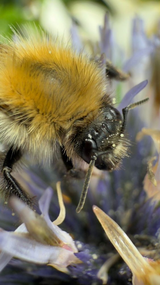Closer view of the bumblebee. His head has some pollen on it