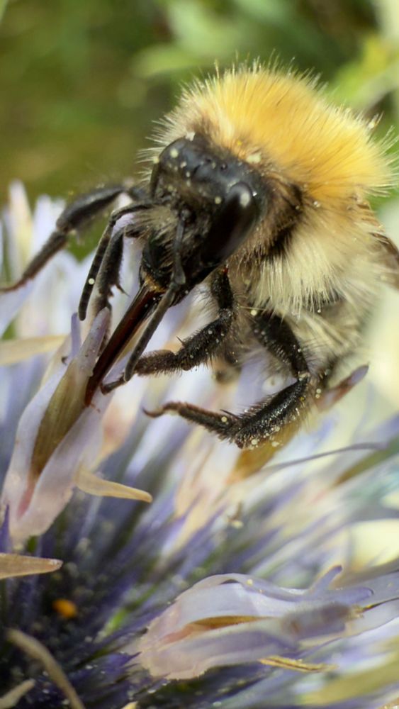 Bumble bee on an echinops. 