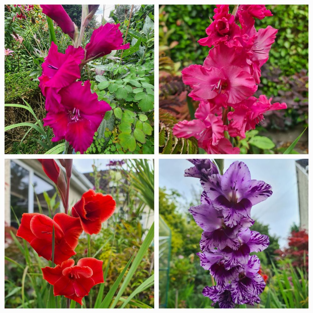 Four close up photos of Gladiolus. Clockwise soft pink, striped purple, orangey red and a bright pink. 