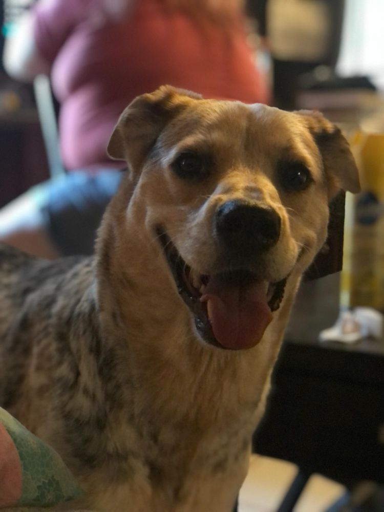 My baby boy, Baldur. 

Across Rainbow Bridge on 3/22/25