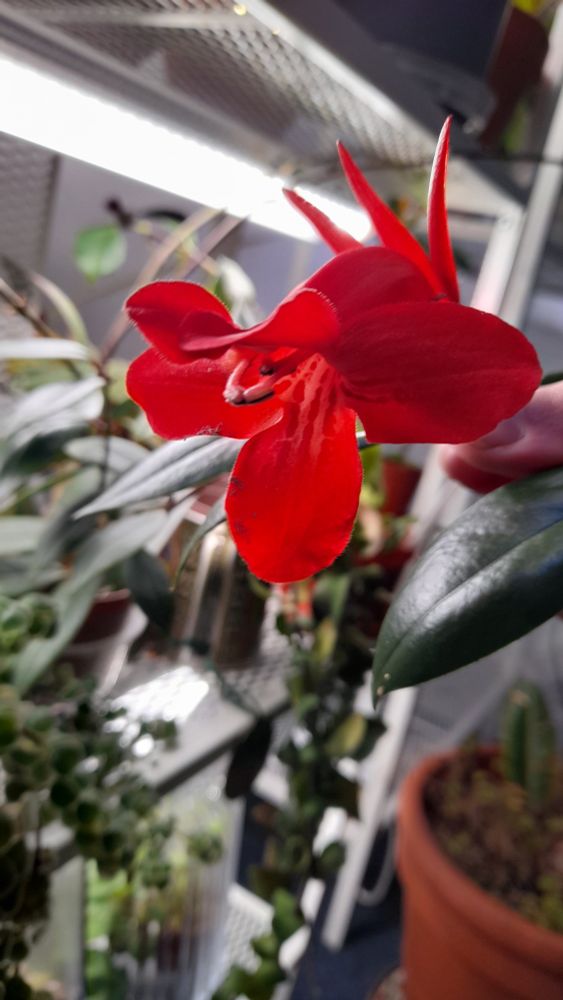 A human thumb holding up a flower of aeschynanthus longicalyx to show the size of the flower. The flower is a laterally flared trumpet shape of deep red