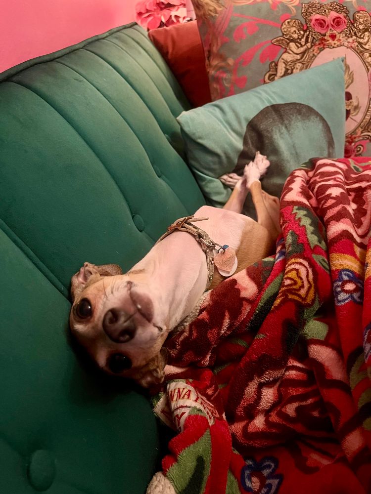 A photo of Vivienne, a small tan & white Italian greyhound, curled up and leaning backwards toward the camera on a pile of blankets & pillows on a green velvet sofa 