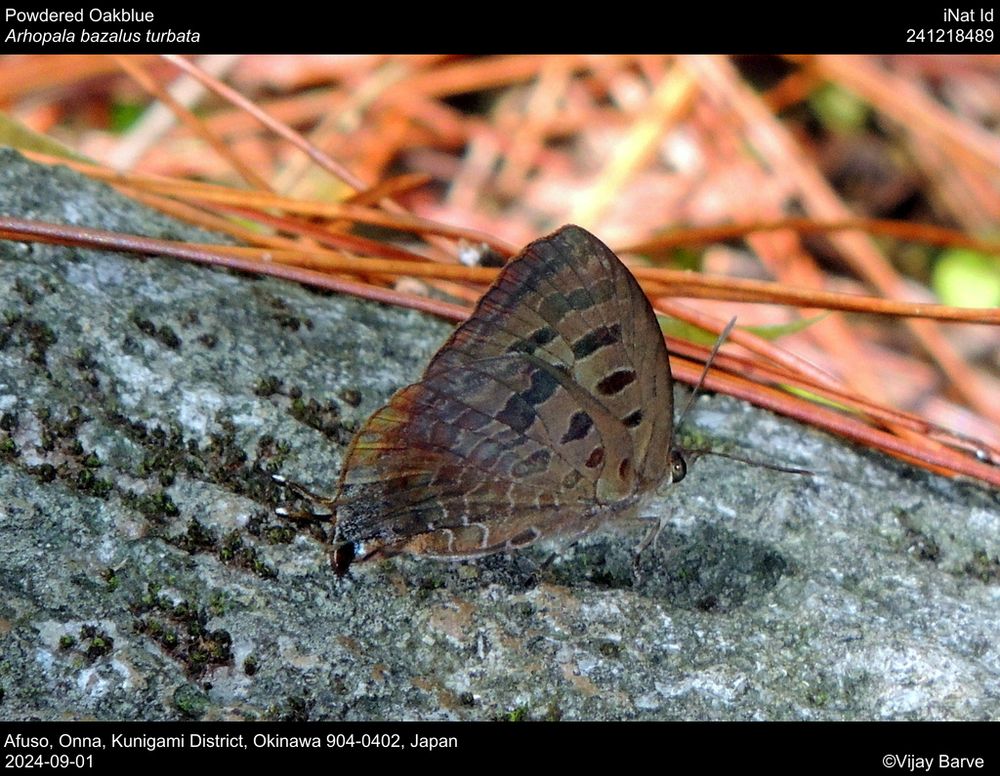 Powdered Oakblue (Arhopala bazalus ssp. turbata)