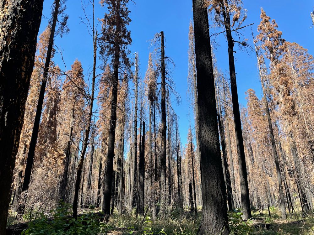 Red Mountain Giant Sequoia Grove in Kings Canyon NP experienced 100% tree mortality from 2021 KNP Complex