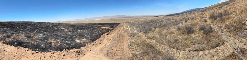 Panorama of the Carrizo Plain, with burned vegetation on the left and unburnt vegetation on the right. 