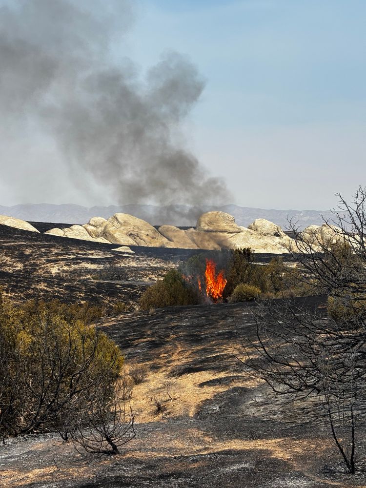 Burning juniper in the black fire footprint, near “Painted Rocks”. 