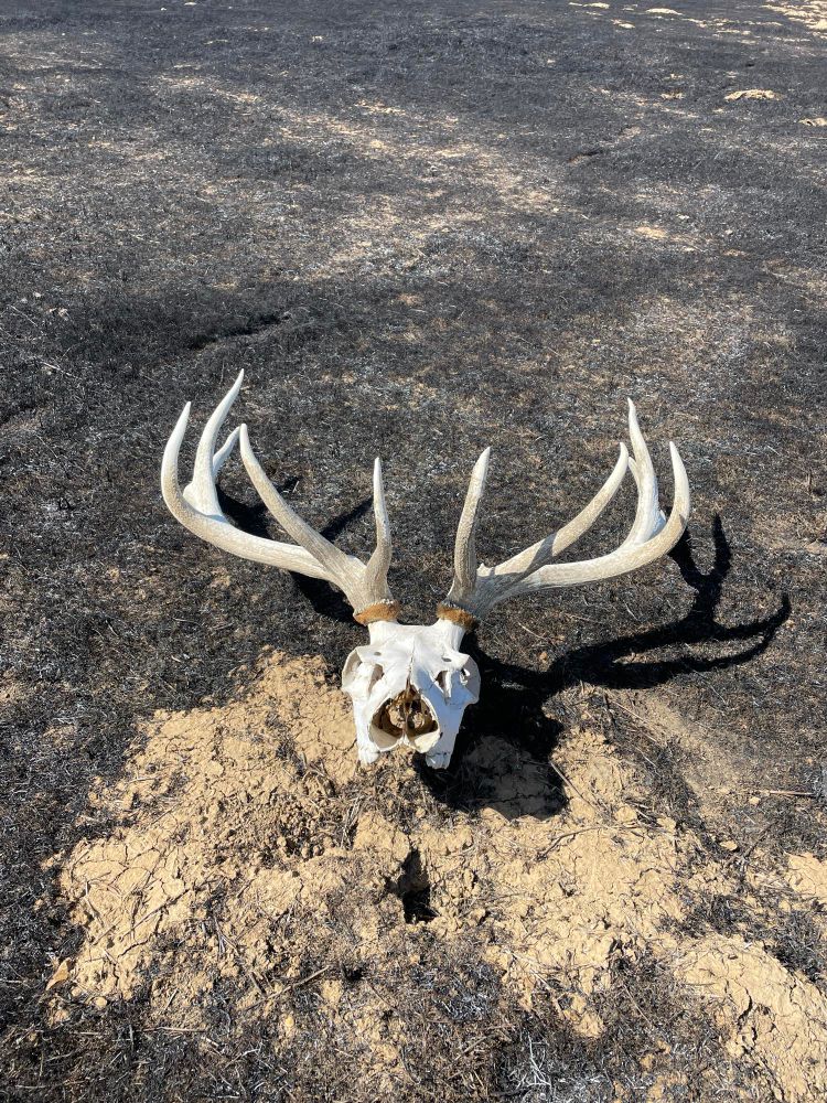 Tule Elk deadhead laying in dirt and burnt over grasses and forbs. 