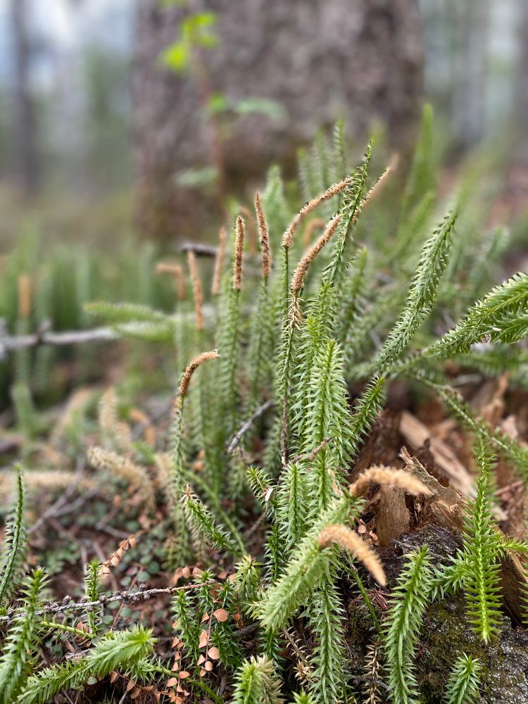 Lycopodium annotinum L. (interrupted club-moss). Photo is focused on the club moss with green needlelike leaves, topped with tan strobili. 