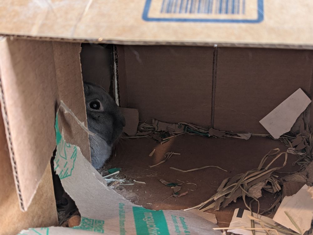 Rabbit Holland, looking out from a cardboard box he's napping in, with various signs of bunny destruction around.