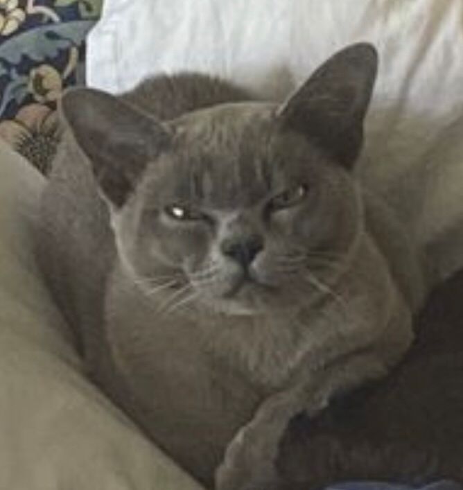 A little grey cat with a furious expression 