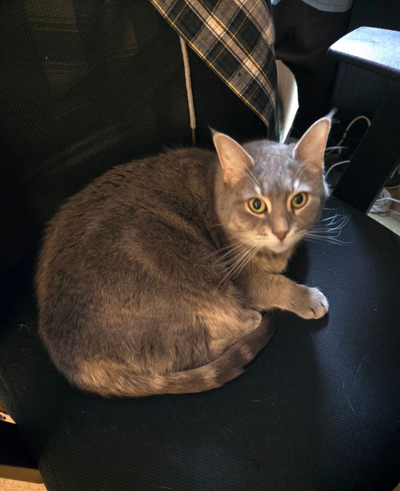The cat, Raven, sits in the office chair.