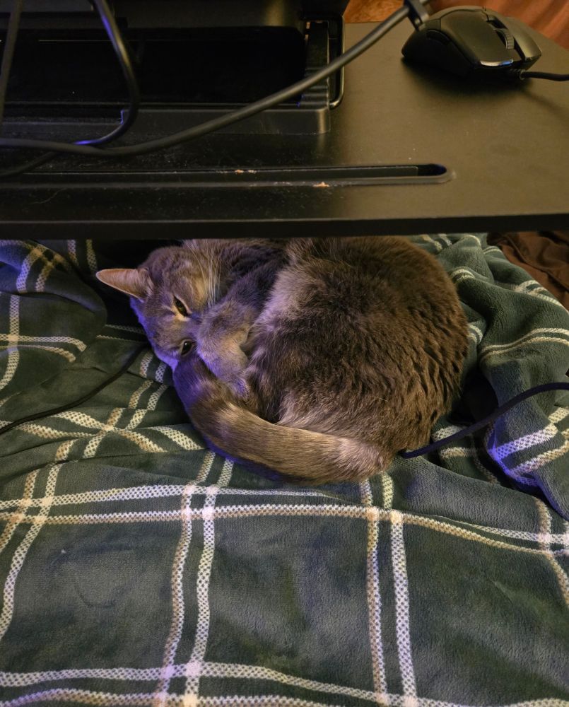 Padme under the laptop tray.  