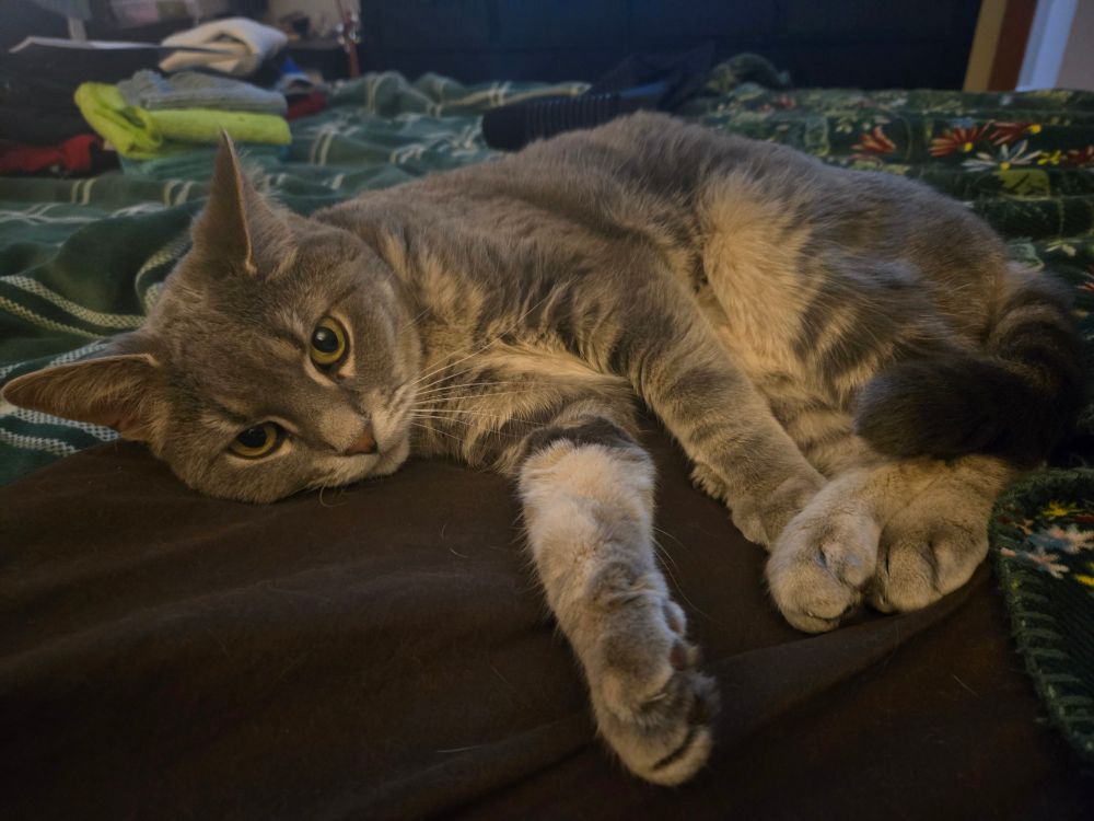 Padme, the cat, is relaxing on the bed.