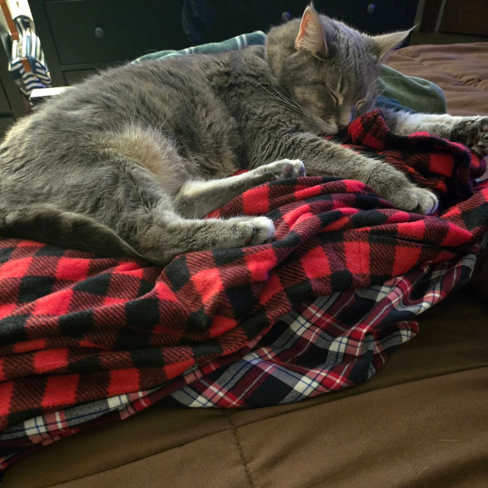 Raven the Cat sleeping on a piles of clothes.