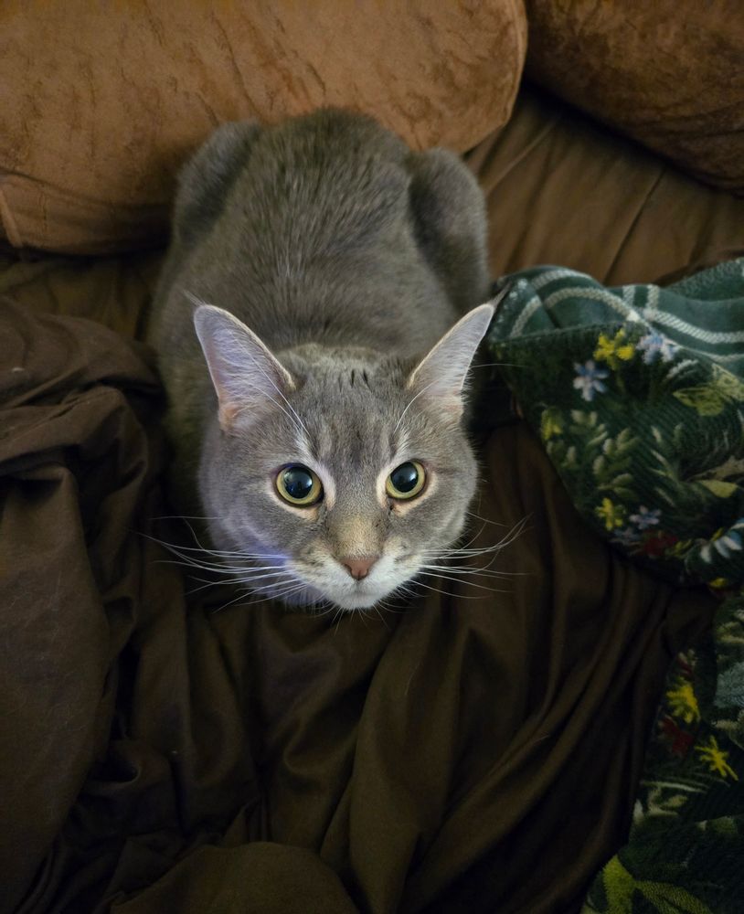 Raven the cat sitting in my spot of the bed after I got up for just a minute!