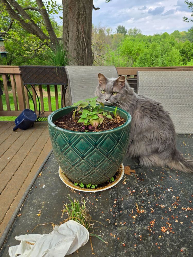 Harvey the Cat sitting next to a pot of Catnip.