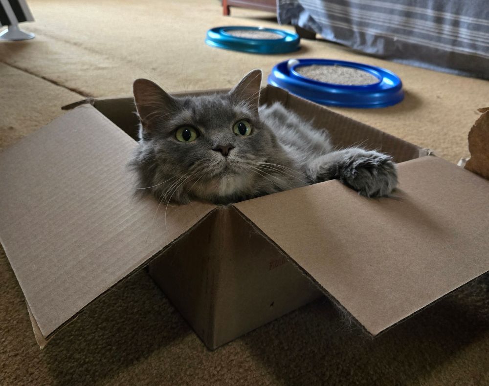 The gray cat, named Harvey, in a cardboard box.