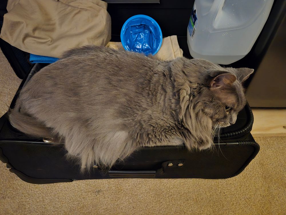 The gray cat, Harvey, is laying down on a black suitcase, giving me side-eye about leaving.