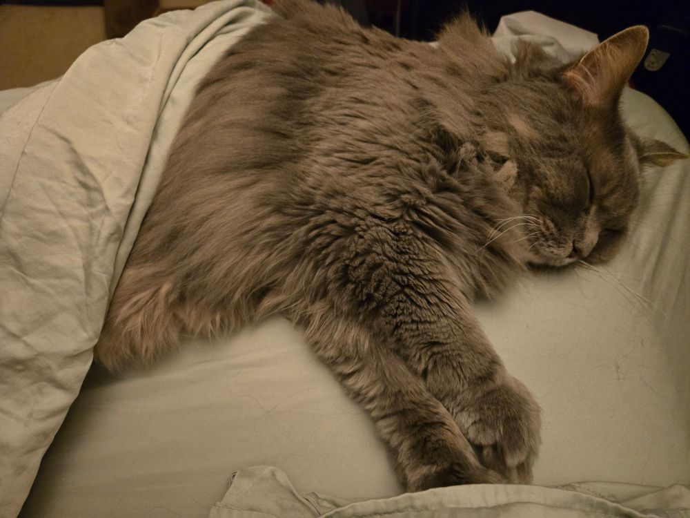 The Grey Cat, Harvey, sleeping in the bed with the sheet half on him.