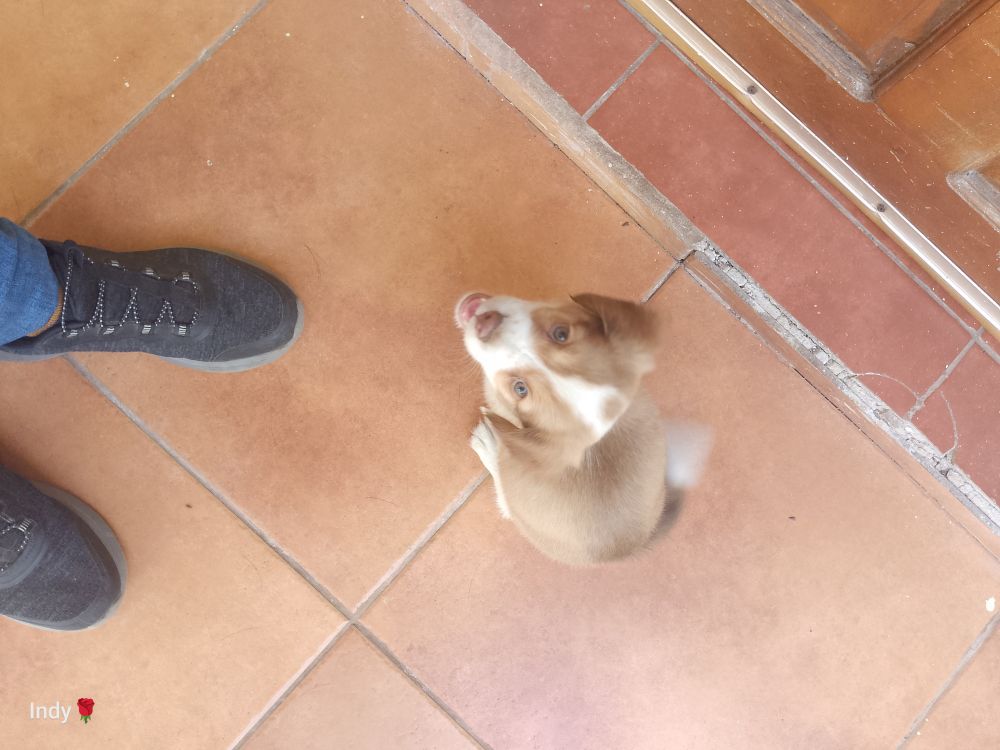 Small puppy looking up at the camera