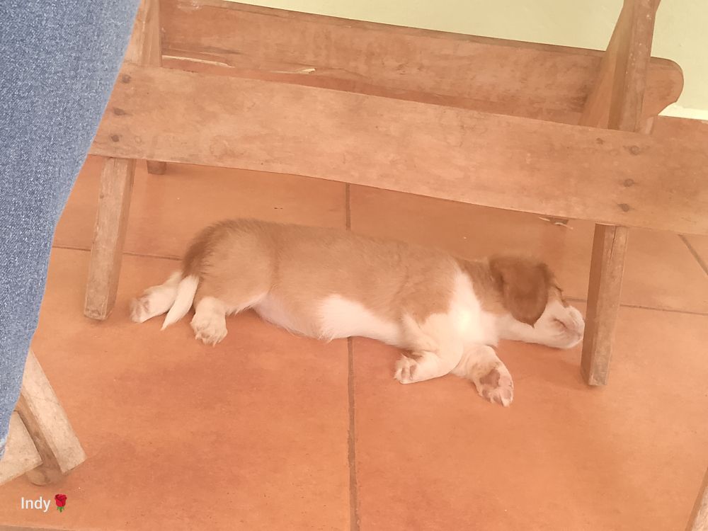 Puppy sleeping on her side under a small table