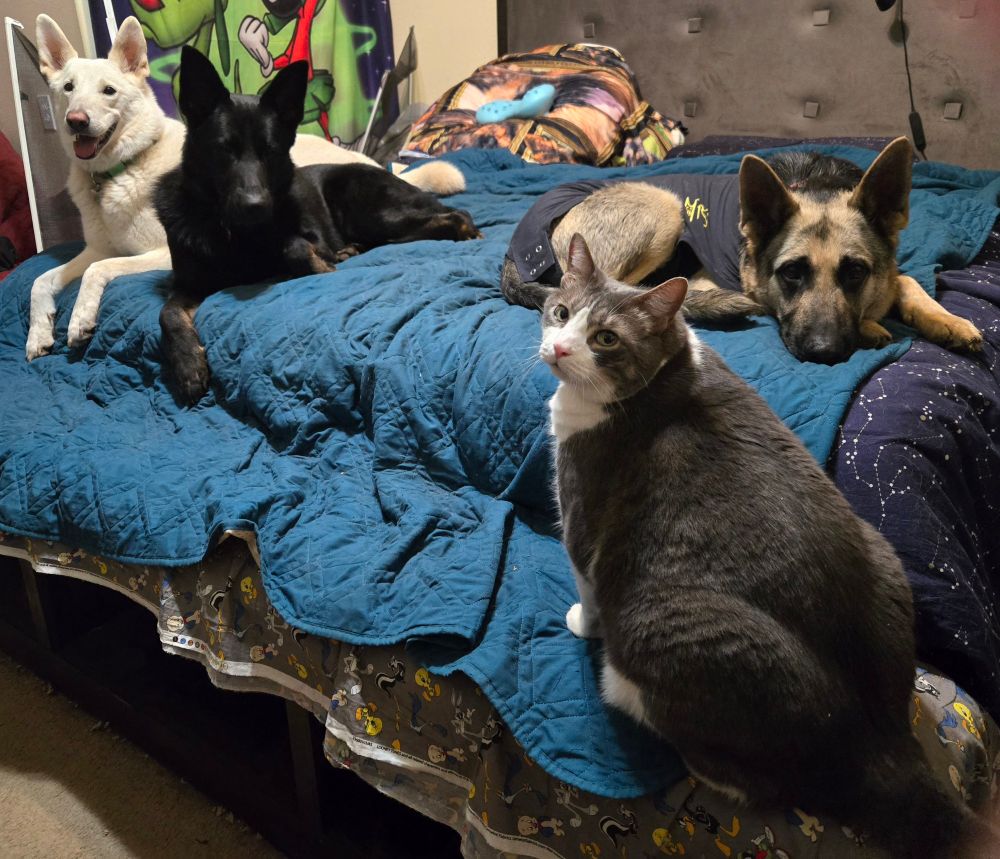 White GSD, Inara, black GSD, Castiel, black and tan GSD, Charlie, with a onesie on, and a LARGE Grey and white cat, Damian Darhk, sitting or laying on same bed looking at camera
