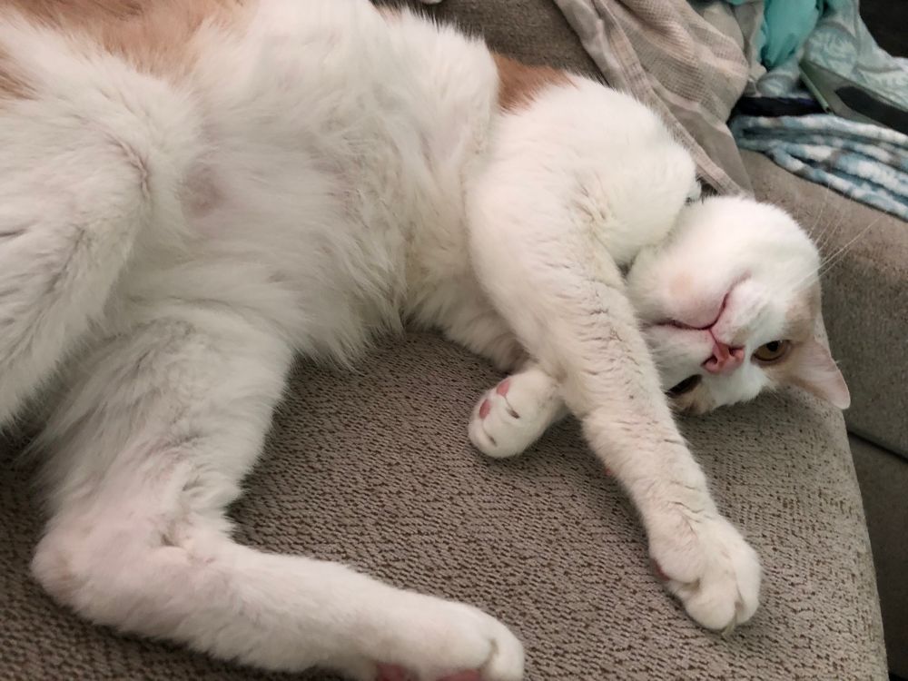 An orange cat lying upside down on a couch with his belly exposed