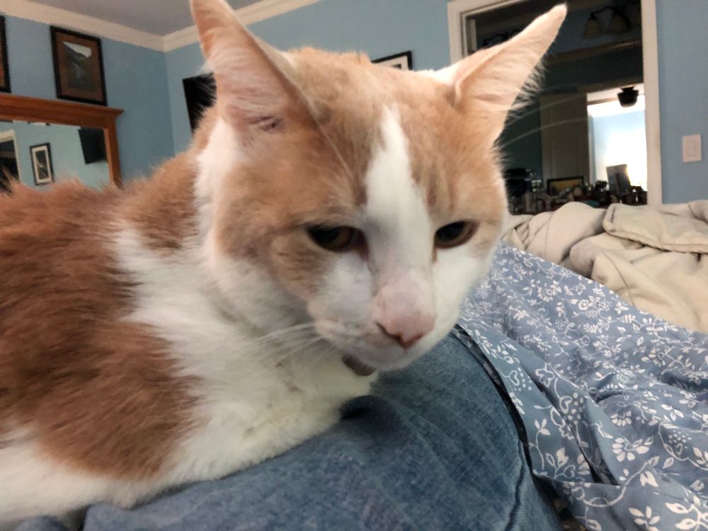 An orange and white cat lying on an unmade bed in someone’s lap.