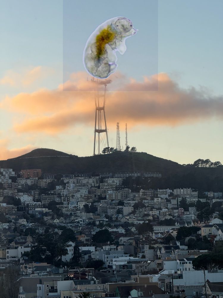 An image of the Sutro Tower radio antenna in San Francisco, with an image of a tardigrade overlayed on the top 'claw' like section of the antenna.