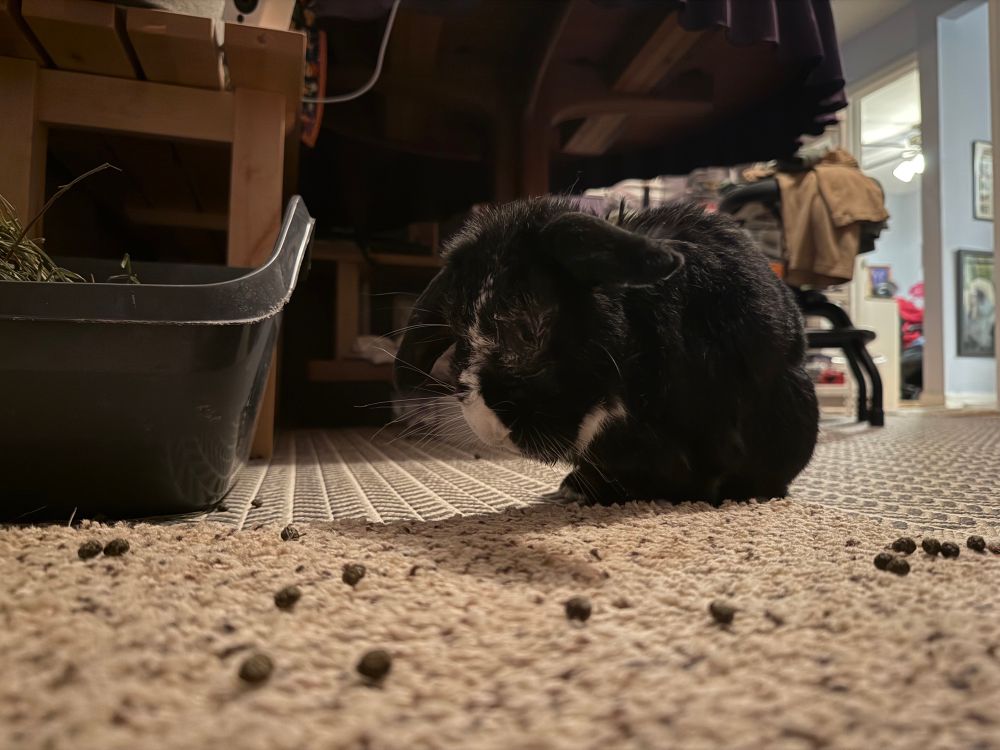 A senior black lop eared bunny with white forehead blaze asleep with several poops in the foreground.
