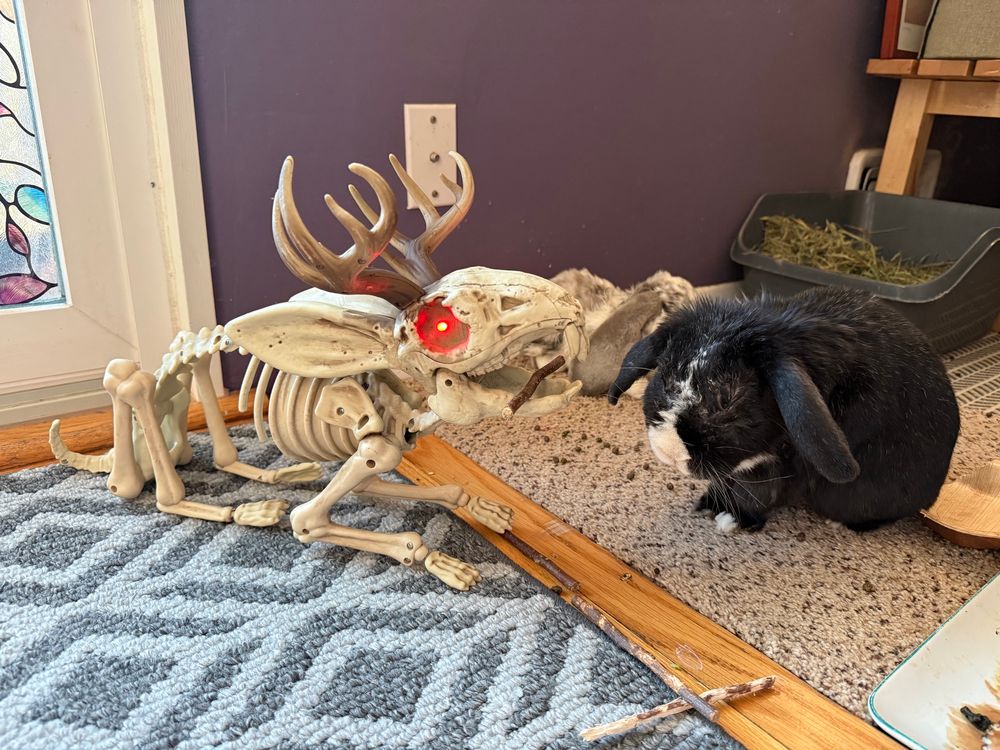 A skeleton jackalope with light up eyes next to a grouchy elderly black and white lop eared rabbit.