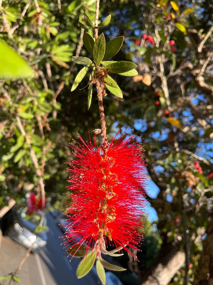 Bright red bottlebrush
