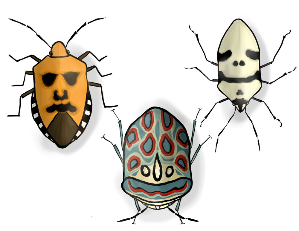 Three beetles that look like masks