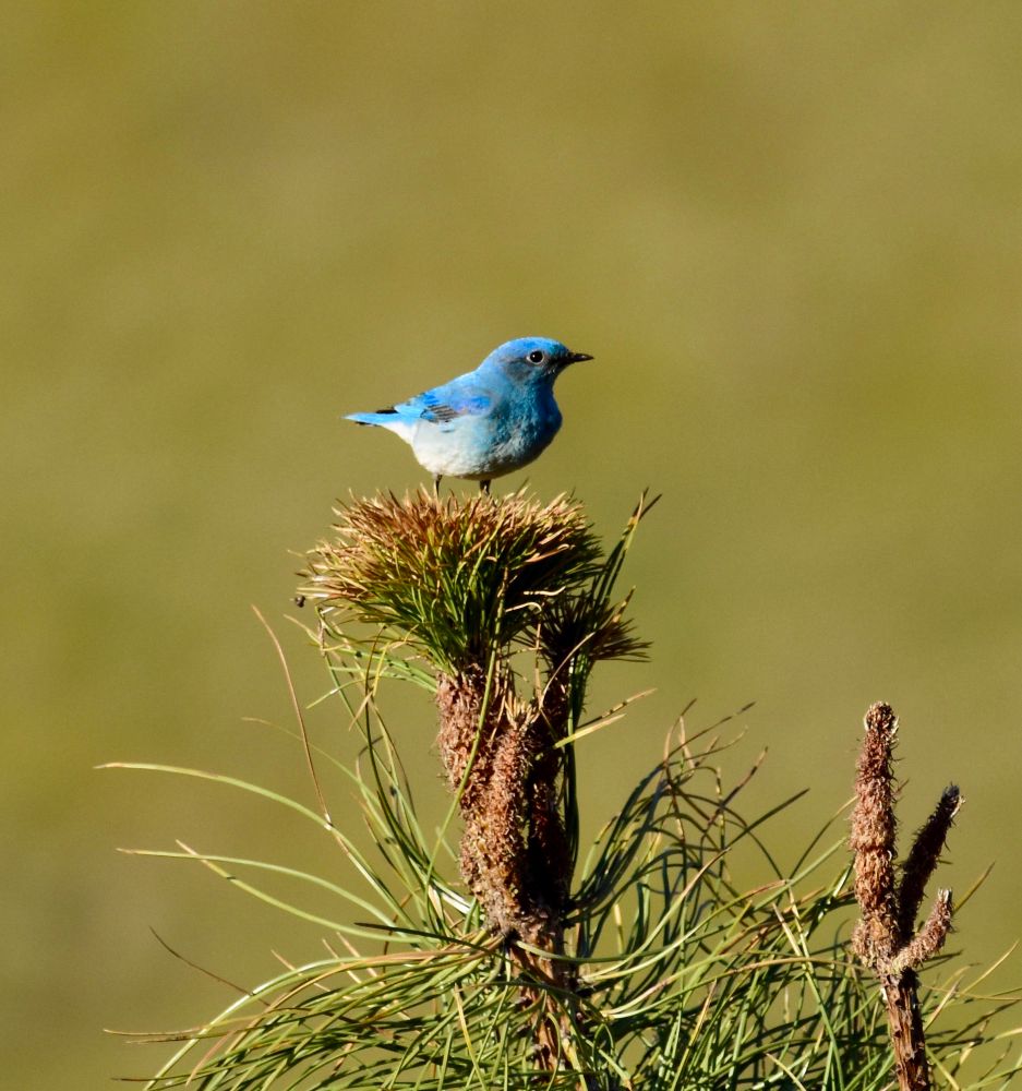 A bright turquoise-blue Mountain Bluebird sits atop a small ponderosa pine tree. 