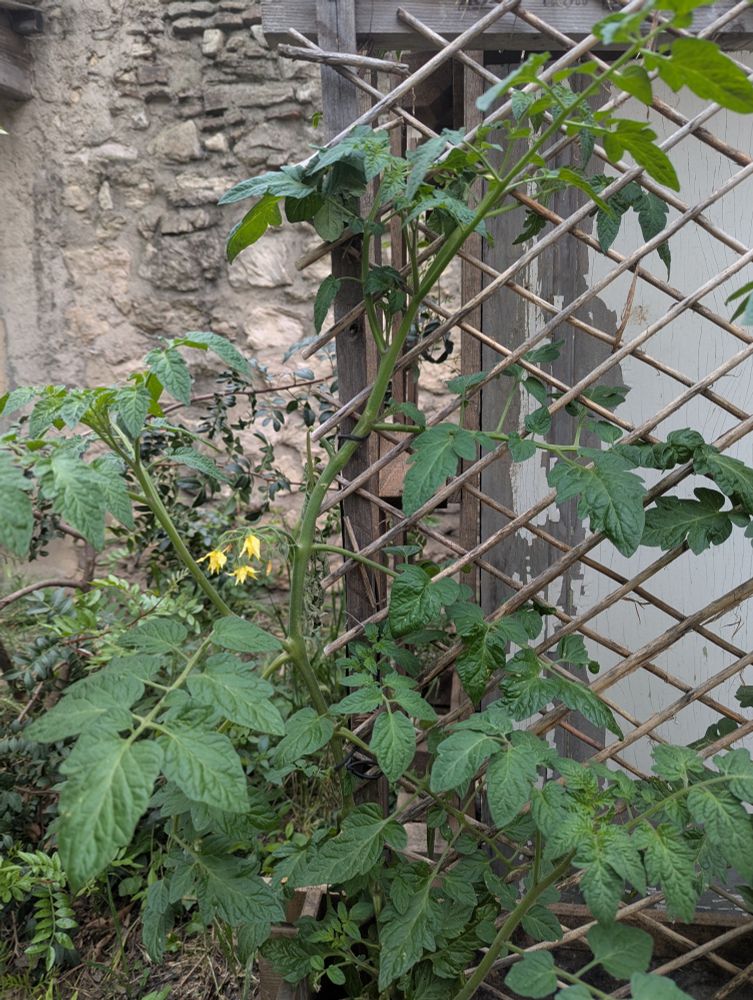 Un plan de tomate en fleur 