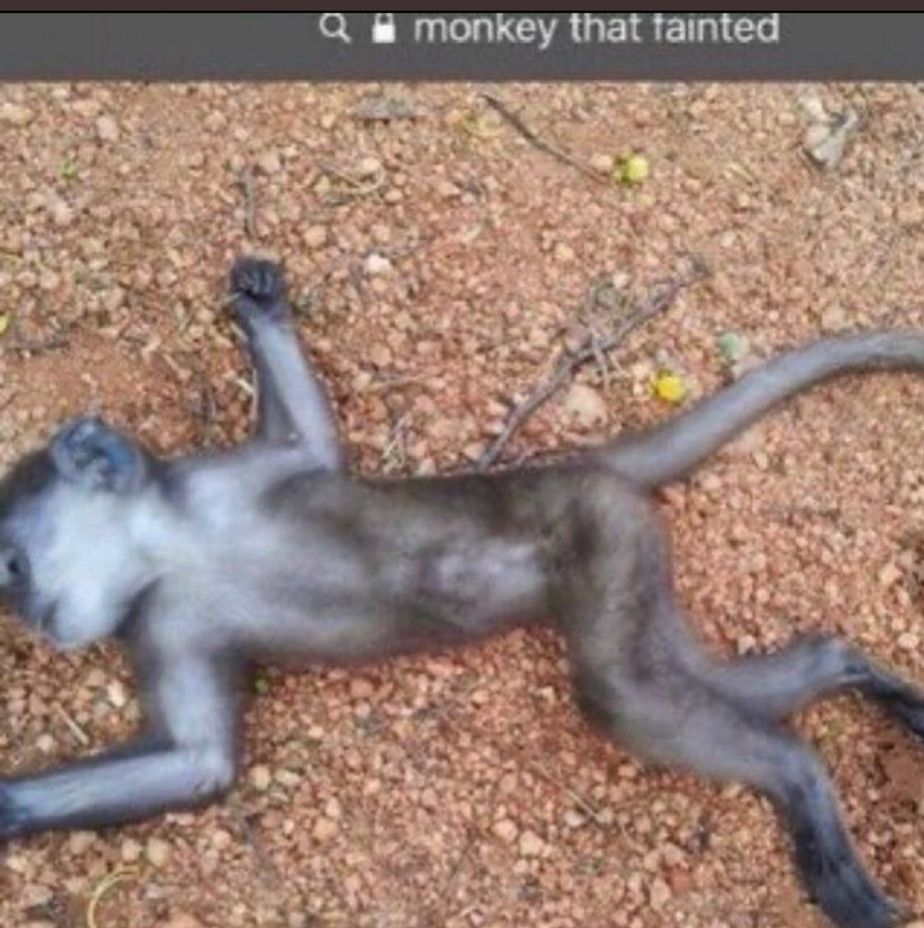 Monkey laying in the floor