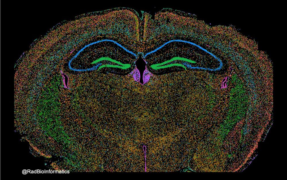 Spatial omic analysis highlights anatomical features of the normal brain.
