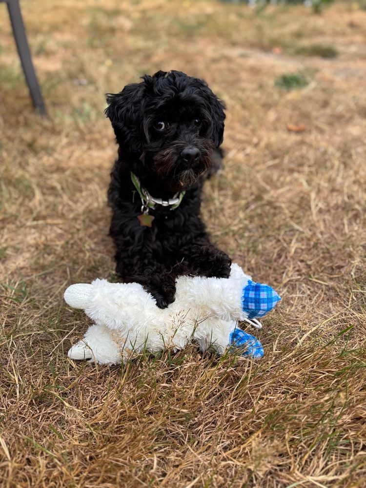 Small black poodle mix with his lamb in the dried grass giving a good side eye 